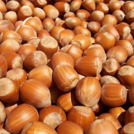 HAZEL NUTS